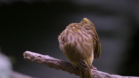 The-back-view-of-a-cute-Weaver-bird-grooming-it's-right-wing-on-a-tree-branch---Close-up