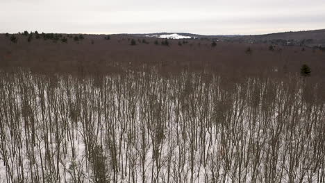 Forward-aerial-shot-of-bare-trees-in-forest-in-wintertime-Connecticut