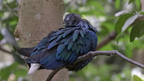 Nicobar-pigeon-perch-on-tree-branch-grooming-itself
