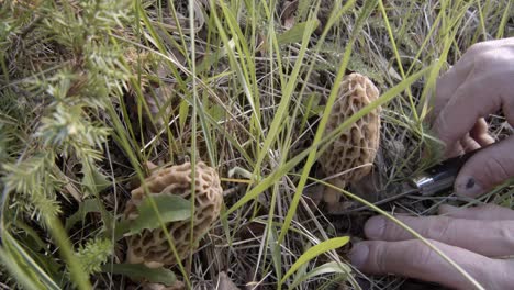 Collecting-two-morels-in-tall-grass-in-the-forest