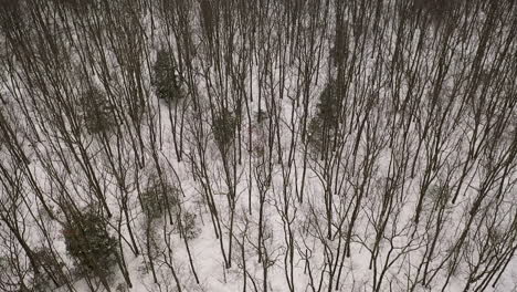 Slow-aerial-of-bare-trees-in-snowy-American-forest,-forward-motion