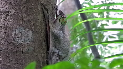 Side-View-Of-A-Colugo,-Known-Also-As-Flying-Lemur,-Moving-Its-Head-While-Clinging-On-A-Tree-In-A-Small-Nature-Park-In-Singapore-On-A-Windy-Day---Full-Body-Shot