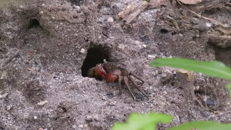 A-Small-Mud-Crab-With-Red-Claws-Situated-Outside-Of-A-Burrow---Close-Up-Shot