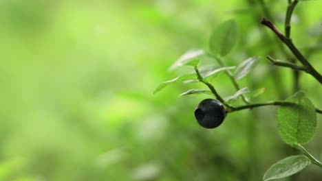 Close-up-of-a-single-blueberry-on-a-bush-in-a-forest-with-shallow-depth-of-field