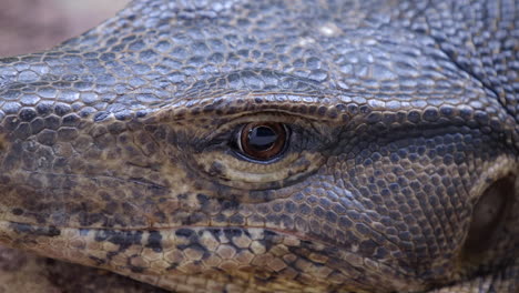 The-Fierce-Look-Of-A-Water-Monitor-Lizard-Standing-By-To-Catch-Its-Prey--Close-Up-Shot