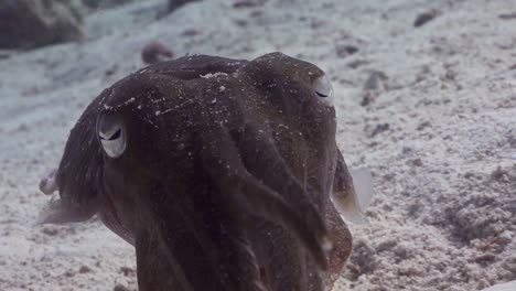 Cuttlefish-close-up-shot-swimming-underwater-with-tentacles-facing-camera-in-Phuket,-Thailand