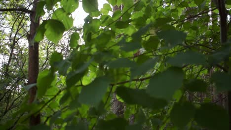 Schönes-Sonnenlicht-Durch-Die-Blätter-Im-Wald-Eingefangen-1