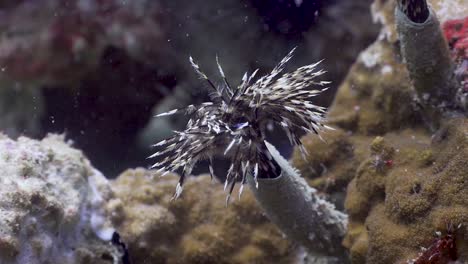 Feather-duster-worm-protruding-from-tube-and-displaying-feathers-in-Koh-Tao,-Thailand
