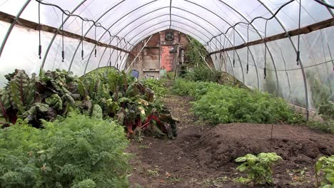 Interior-De-Casa-Verde-Con-Jardinería-Urbana-En-Detroit,-Estados-Unidos