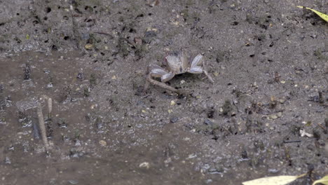 A-Small-Mud-Crab-Slowly-Moving-Sideways-Away-From-The-Water---Close-Up-Shot