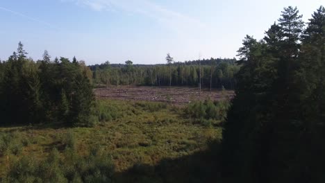 Felled-Cut-Out-Area-in-the-Coniferous-Forest