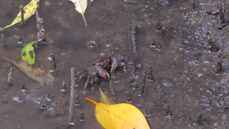 A-Mud-Crab-blowing-air-bubbles-while-sitting-quietly-on-the-muddy-riverbank---Close-up