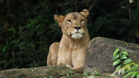 Lionness-sitting-on-the-ground-1