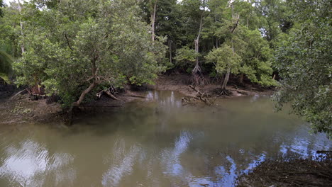Mangrove-Trees-On-A-Mudskipper-Pod-At-Low-Tide---Wide-Shot