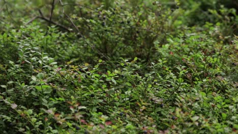 Viele-Heidelbeeren-Auf-Büschen-In-Einem-Schwedischen-Wald