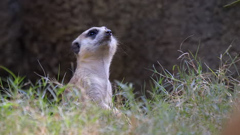 A-lone-Meerkat-sitting-on-the-grass-ground-and-looking-directly-at-the-camera-then-turning-away---Close-up