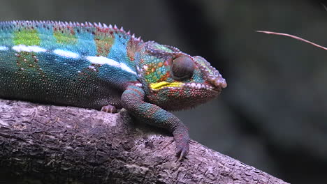 A-Colorful-Panther-Chameleon-Rotating-It's-Eye-And-Scanning-The-Environment---Close-Up-Shot