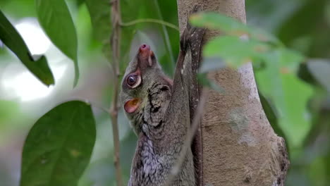 Adult-colugo-or-flying-lemur-close-up