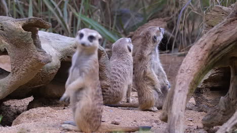A-group-of-Meerkats-standing-on-the-ground-by-rotting-tree-trunks-on-the-ground-and-looking-at-their-surroundings,-guarding---Close-up
