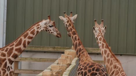 Giraffen-In-Einem-Woburn-Safaripark-Gehege