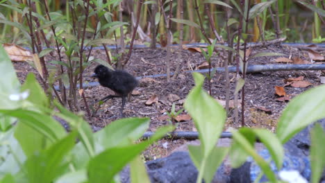 A-black-feathered-White-Breasted-Waterhen-chick-roaming-the-forest-floor,-curious-of-it's-environment---Slow-motion