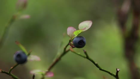 Really-close-close-up-of-a-blueberry-on-a-small-branch-in-a-forest-with-shallow-depth-of-field