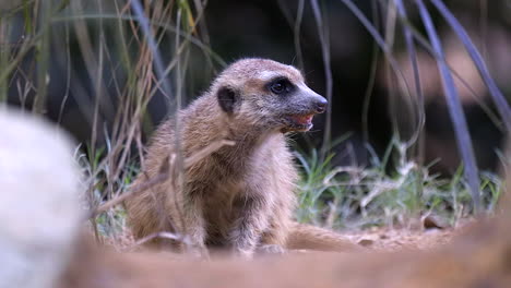 A-lone-Meerkat-low-on-the-ground-looking-directly-at-the-camera-by-green-grass---Close-up
