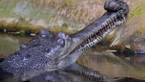 A-black-Indian-Gharial-crocodile-with-it's-head-above-water---slow-motion