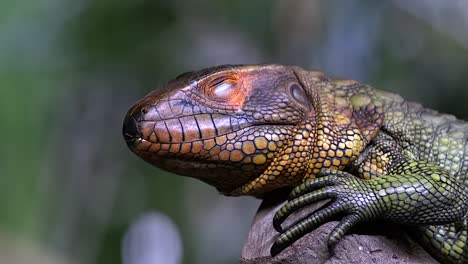 Northern-Caiman-Lizard-Sitting-On-The-Tree-Branch-In-Forest-And-Displaying-Its-Third-Eyelid