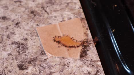 Ants-eating-poison-on-counter-next-to-stove-on-brown-cardboard