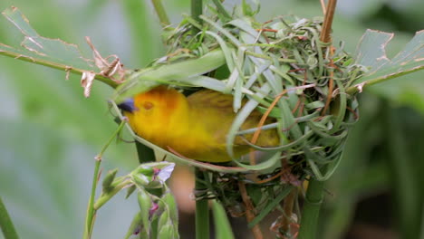 Weaver-bird-building-nest-3
