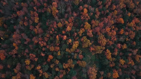 Luftaufnahmen-Des-Schönen-Waldes-Mit-Herbstfarben-In-Den-Katalanischen-Bergen-7