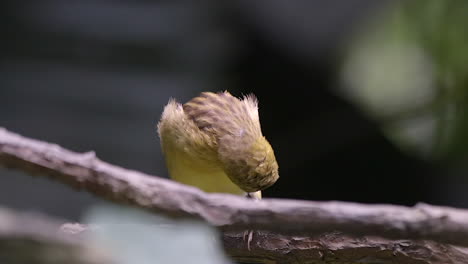 A-beautiful-yellow-Weaver-bird,-scratching-and-grooming-itself-on-a-tree-branch---Slow-motion