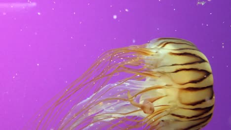 Beautiful-jellyfish-behind-a-purple-backdrop