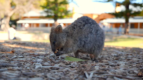 Active-Quokka-scurrying-away-on-Rottnest