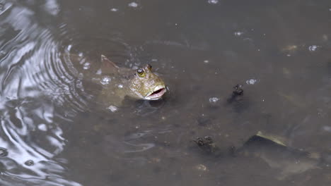 An-adorable-small-Mudskipper-fish-submerged-and-blowing-air-out-of-it's-mouth,-head-above-water---Close-up