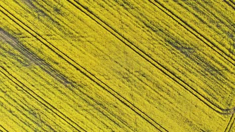 Ascending-aerial-drone-footage-of-vibrant-and-perfectly-patterned-bright-yellow-crops-in-English-farmers-field-reveal