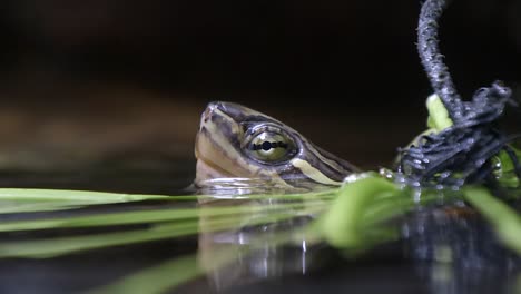 Eine-Entzückende-Vietnamesische-Sumpfschildkröte,-Die-In-Einen-Teich-Getaucht-Ist,-Mit-Dem-Kopf-über-Wasser---Nahaufnahme