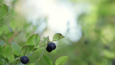 Close-up-of-a-few-blueberries-on-a-branch-slowly-blowing-in-the-wind-against-a-bright-background-in-a-Swedish-forest-with-shallow-depth-of-field