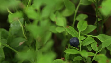 Close-up-of-a-single-blueberry-on-a-small-bush-in-a-forest-with-shallow-depth-of-field