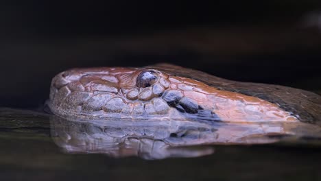 Green-Anaconda-Head-Emerges-From-The-Water--Closeup-Shot