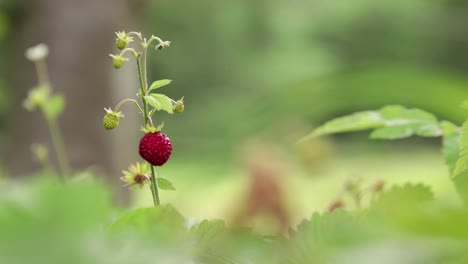 A-single-wild-strawberry---wood-strawberry-sticking-up-from-a-small-bush-in-front-of-meadow