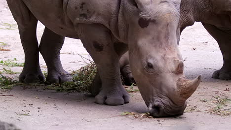 Rinoceronte-Blanco-Alimentándose-De-Hierba