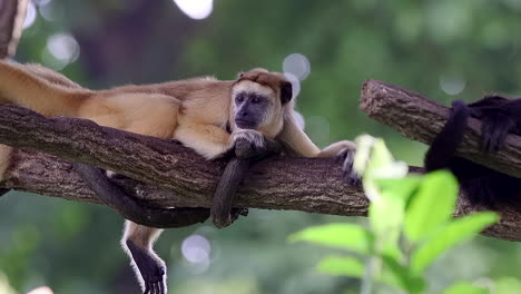 Brown-howler-monkey-lying-on-tree-branch-sleeping