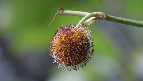 A-Dried-Nauclea-Flower-On-A-Stem-Naturally-Withers-On-A-Garden-In-Singapore---Close-Up-Shot