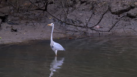 A-beautiful-Grey-Heron-bird-walking-slowly-by-the-muddy-riverbank-on-low-tide---Mid-shot