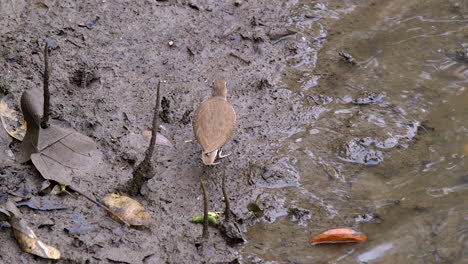 Ein-Wunderschöner-Kleiner-Flussufervogel,-Der-Am-Schlammigen-Flussufer-Spaziert-Und-Seine-Umgebung-überprüft---Zeitlupe