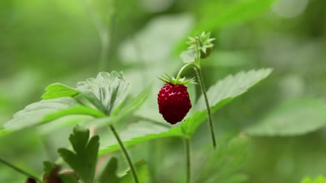 Close-up-of-a-single-wild-strawberry-on-a-small-bush-with-green-background-blowing-in-the-wind