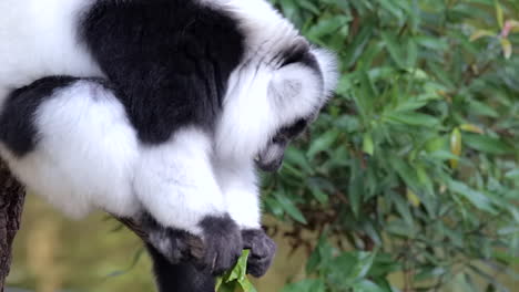 Black-And-White-Ruffed-Lemur-Eating-Leaves-While-Sitting-On-A-Tree-Branch-In-Singapore---Closeup-Shot
