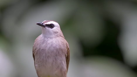 A-beautiful,-small-Yellow-Vented-Bulbul-perched-on-a-tree-branch-then-flying-away---Close-up